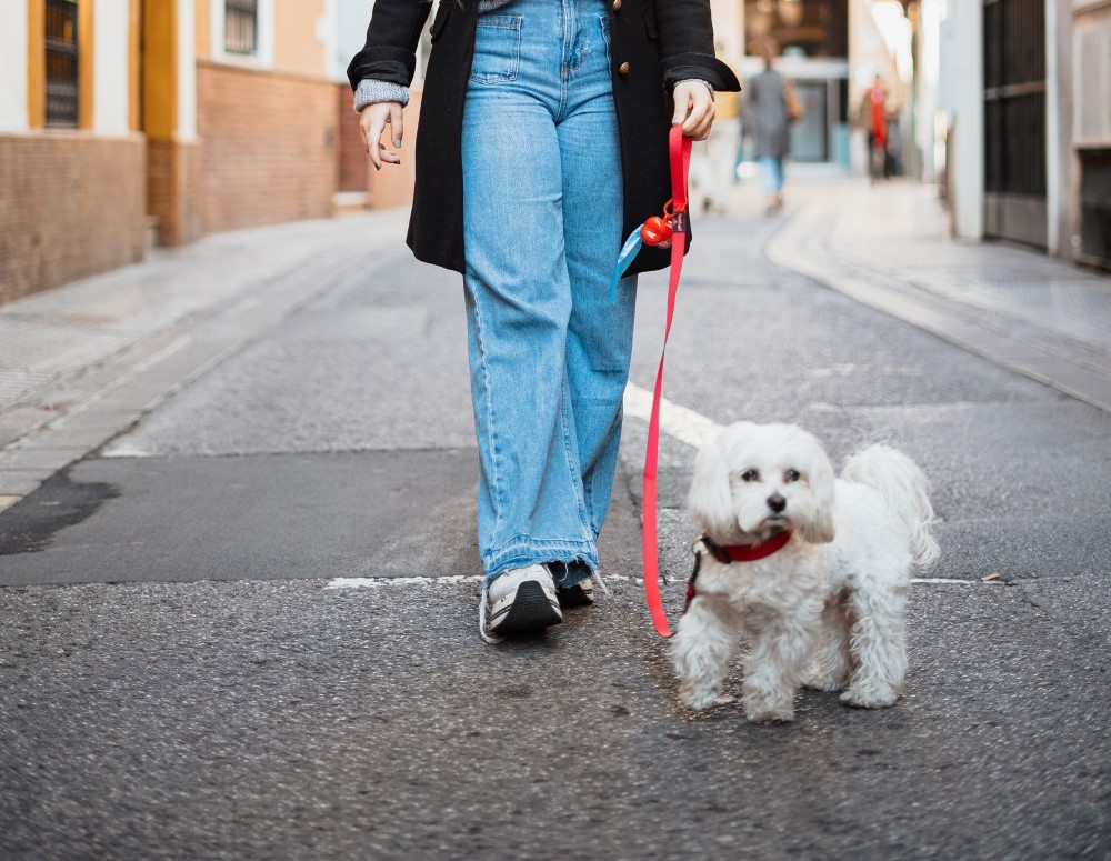 Serviço de passeio com cães